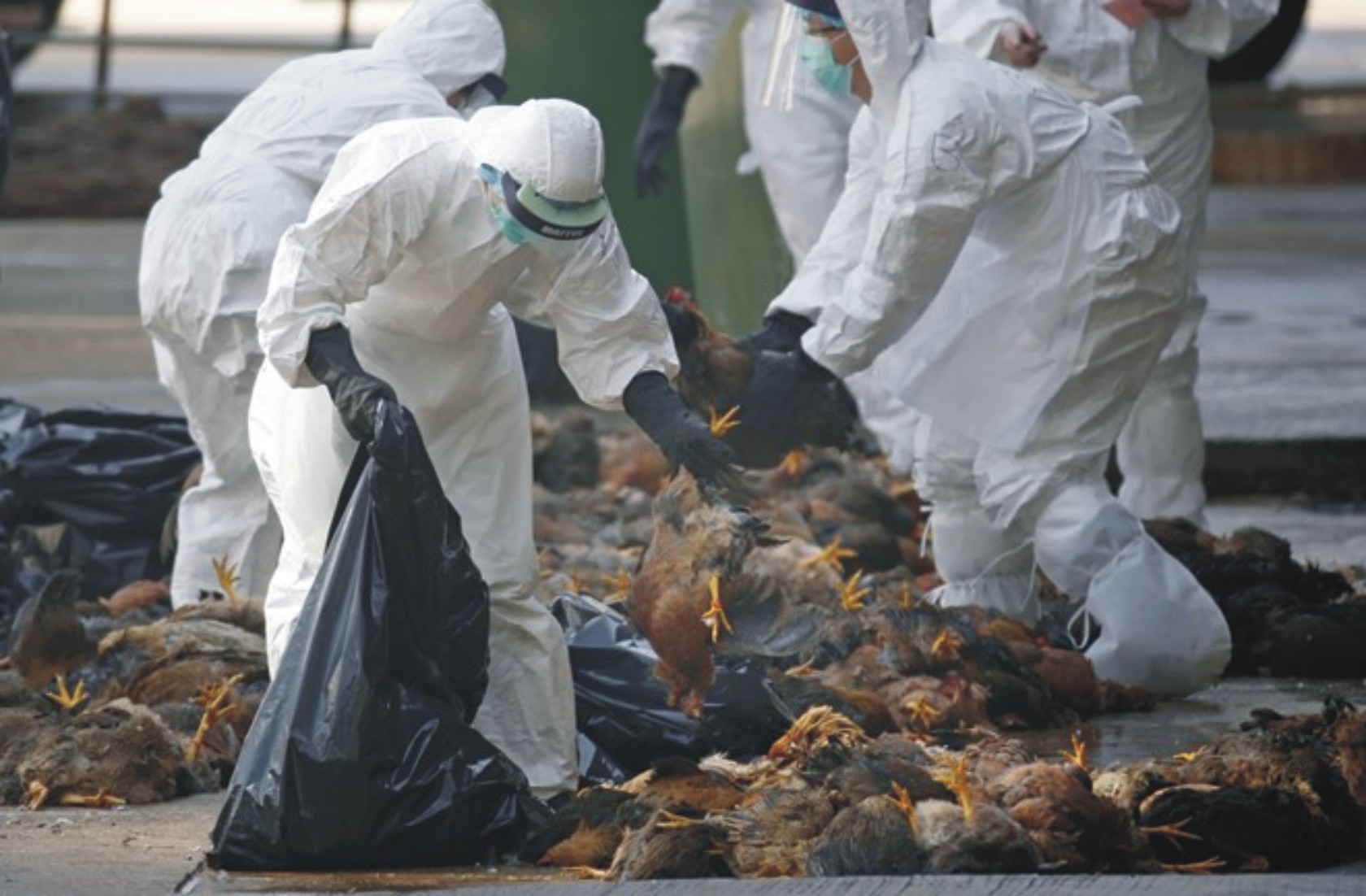 越南衛生部建議民眾主動防止禽流感